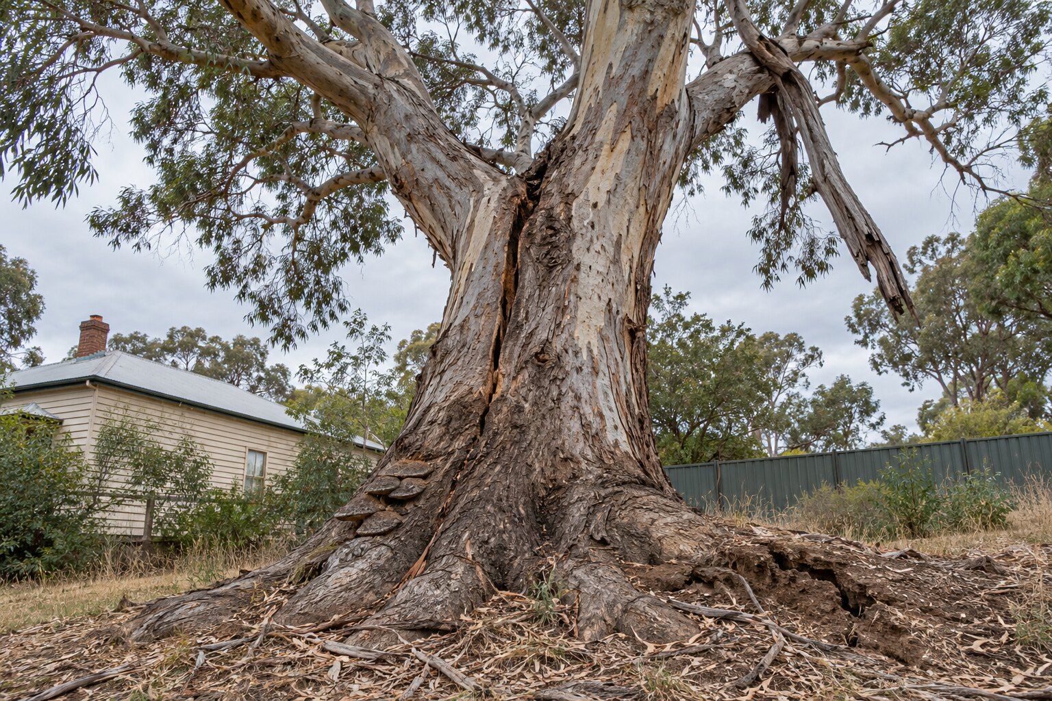 Dead or dangerous tree, Bendigo: large old eucalyptus with a long split below its fork and a dead hanging limb, a weatherboard house behind