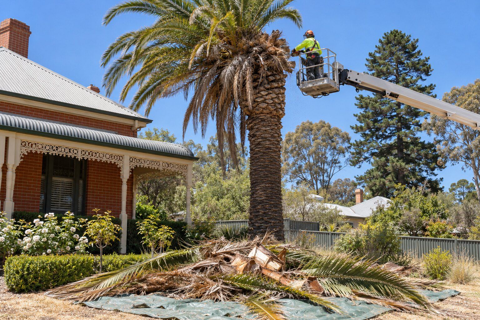 Palm tree removal, Bendigo: tree worker in an elevated platform cutting fronds from a tall date palm beside a Victorian-era villa