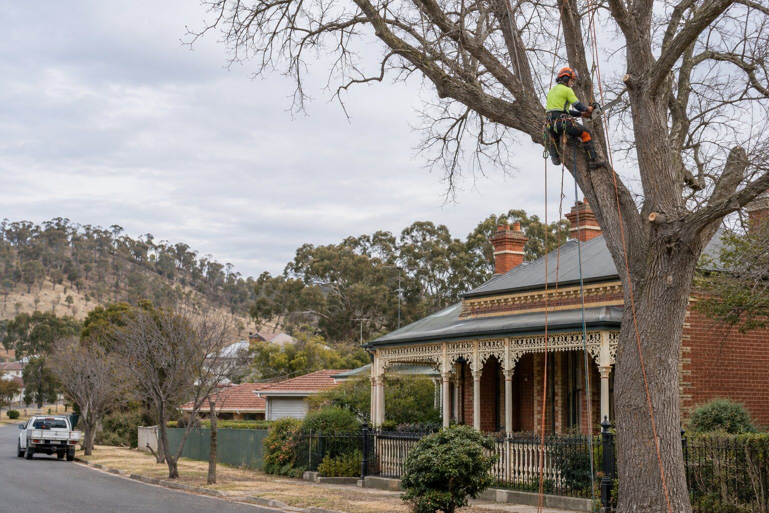 Tree removal, Eaglehawk: harnessed climber on ropes high in an elm cutting deadwood above a red-brick house with iron lace