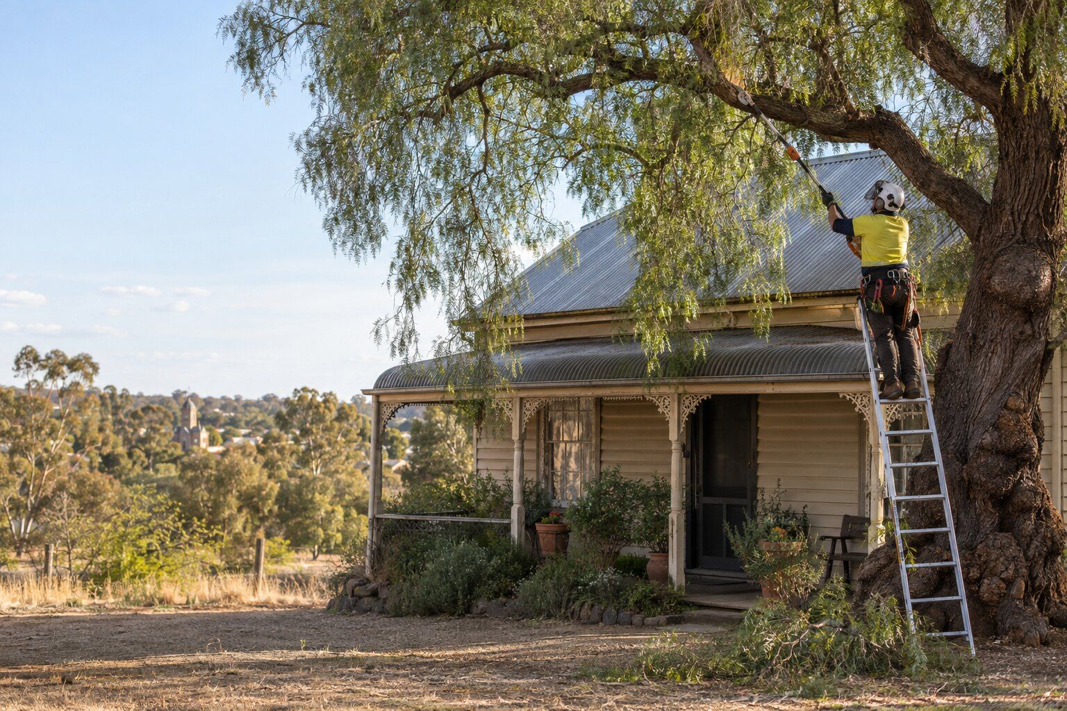 Tree removal, Golden Square: arborist on a ladder using a pole saw on a pepper tree limb over a cottage verandah