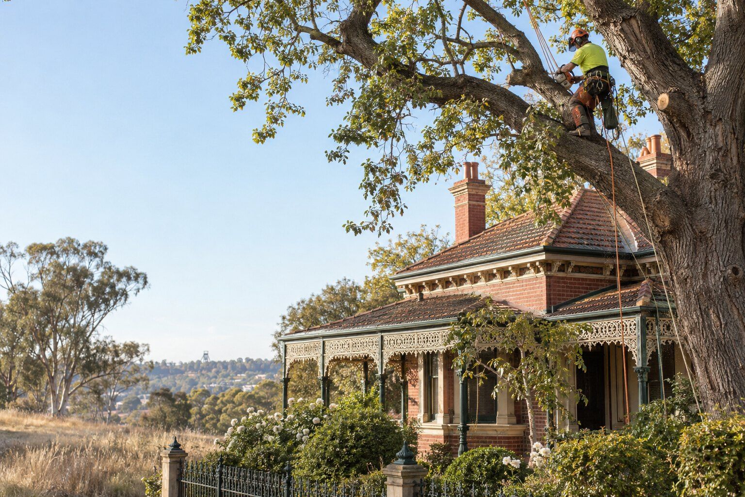 Tree removal, Quarry Hill: climber on ropes pruning a high oak limb above a Victorian brick villa with a lace verandah