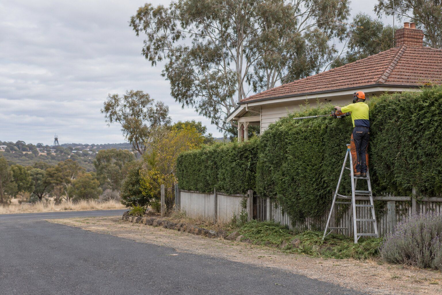 Tree removal, White Hills: worker on a platform ladder trimming the top of a tall cypress hedge beside a weatherboard house